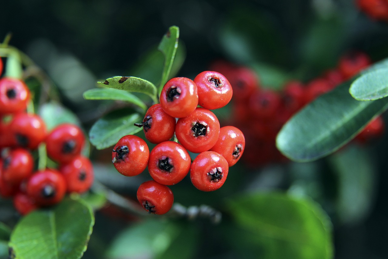 默契配合使 默契配合使